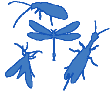 Verkkosiipiset, kaislakorennot, käärmekorennot ja kärsäkorennot