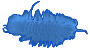 Monisukasmadot