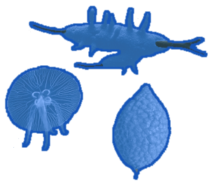 Sienieläimet, sammaleläimet ja polttiaiseläimet